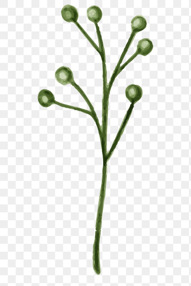 Green branch with buds transparent png