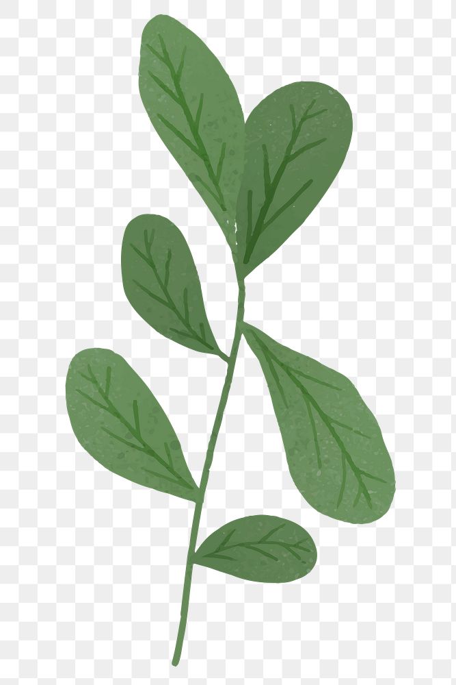 Branch with green leaves design element transparent png