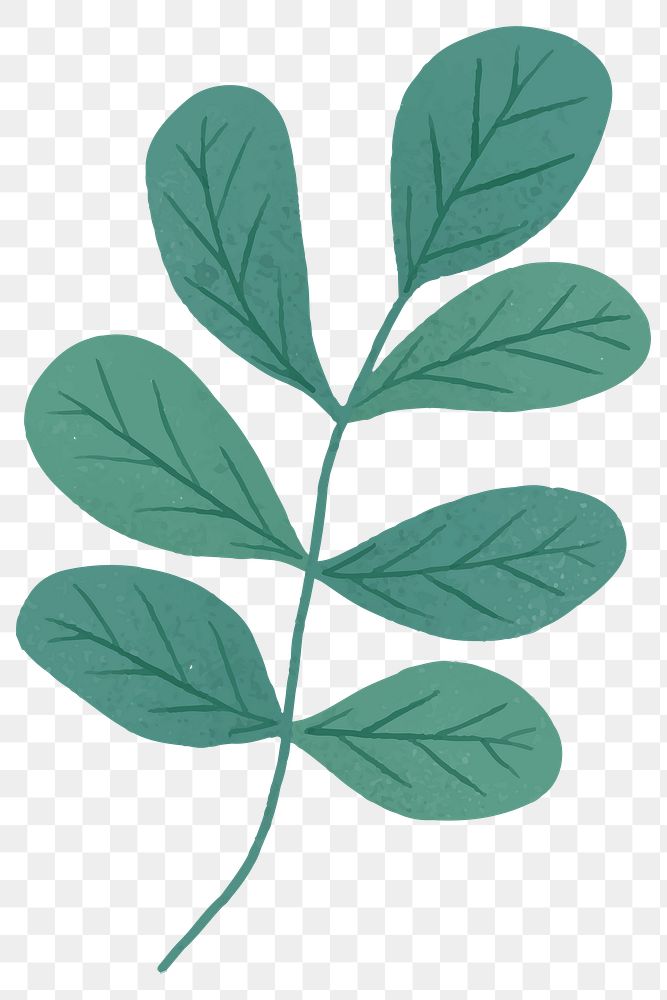 Branch with green leaves design element transparent png