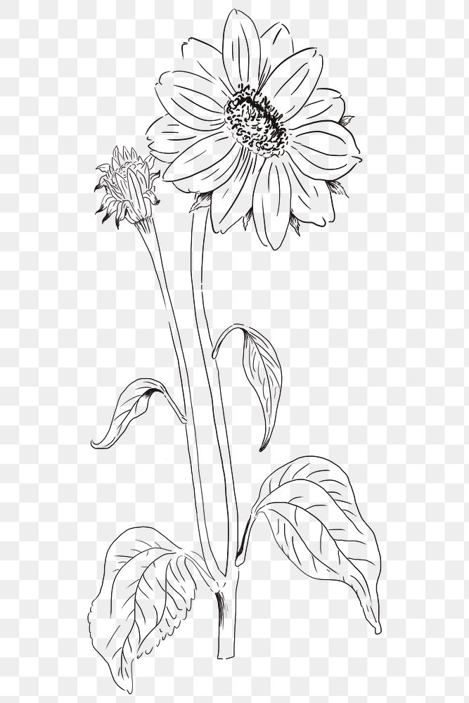 Hand drawn sunflower transparent png