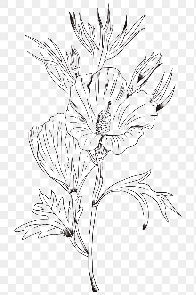 Hand drawn Lilac hibiscus flower transparent png