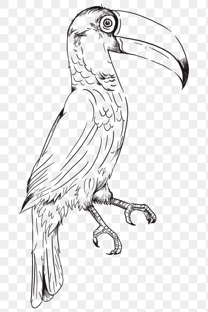 Hand drawn toco toucan transparent png