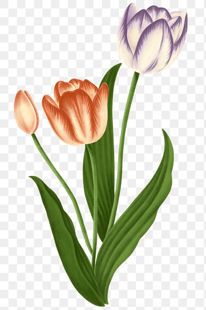 Vintage tulip flower transparent png