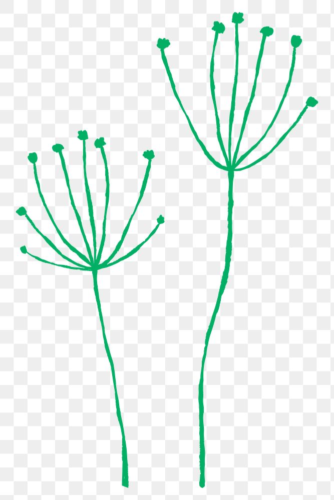 Dandelion png green flower with branch doodle illustration