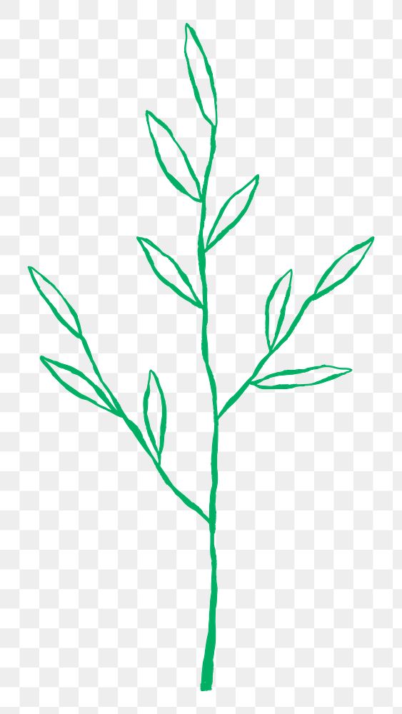 Leaf png cute green doodle illustration with branch