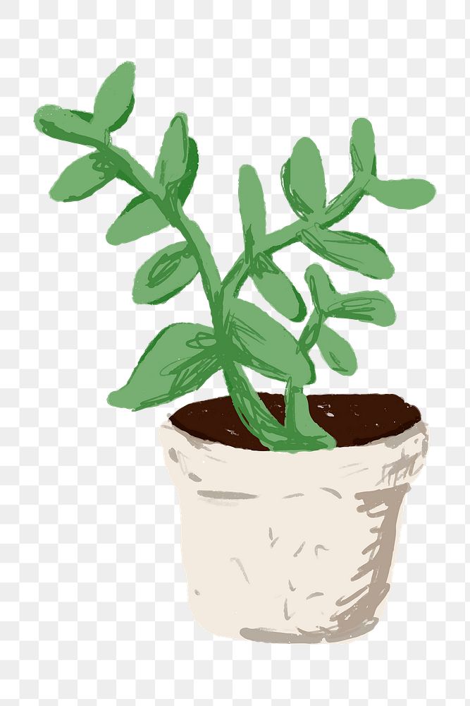 Cute potted plant element png Senecio crassissimus in hand drawn style
