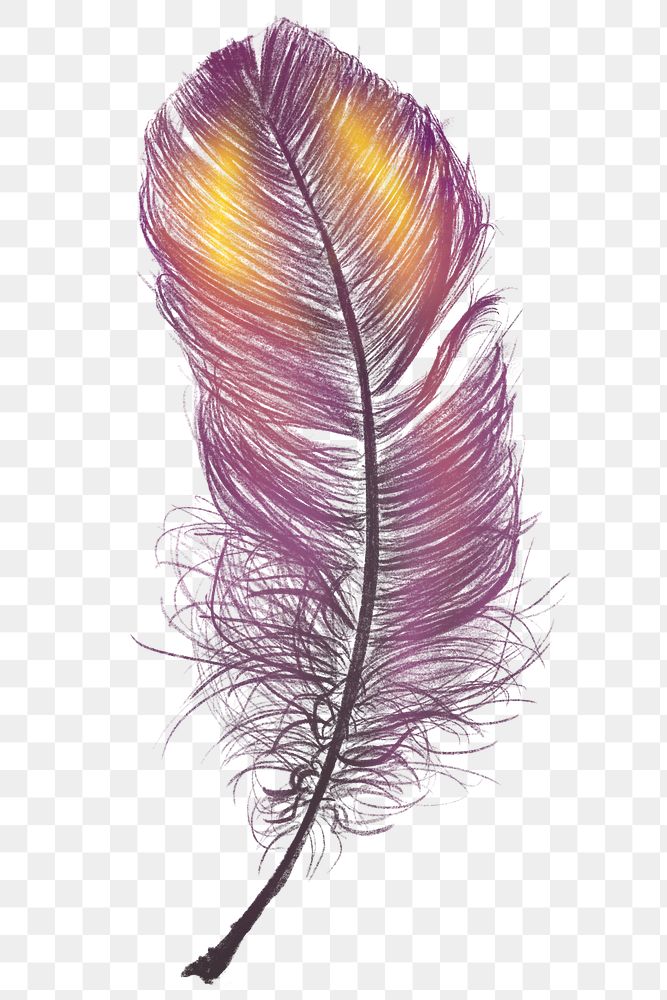 Png colorful feather design element