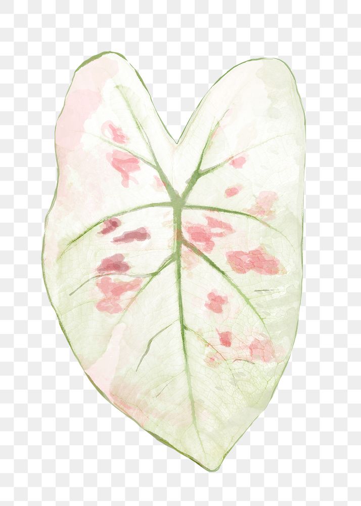 Png plant leaf design element Caladium