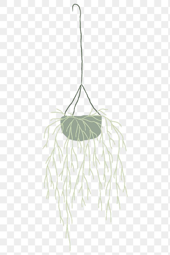 Hanging plant png mistletoe cactus doodle