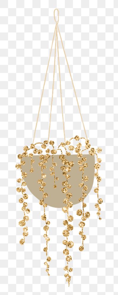 Gold png plant String of Pearls hanging houseplant