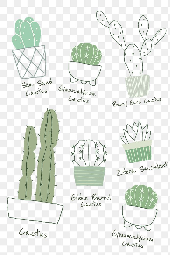 Popular cactus houseplant png doodle with names