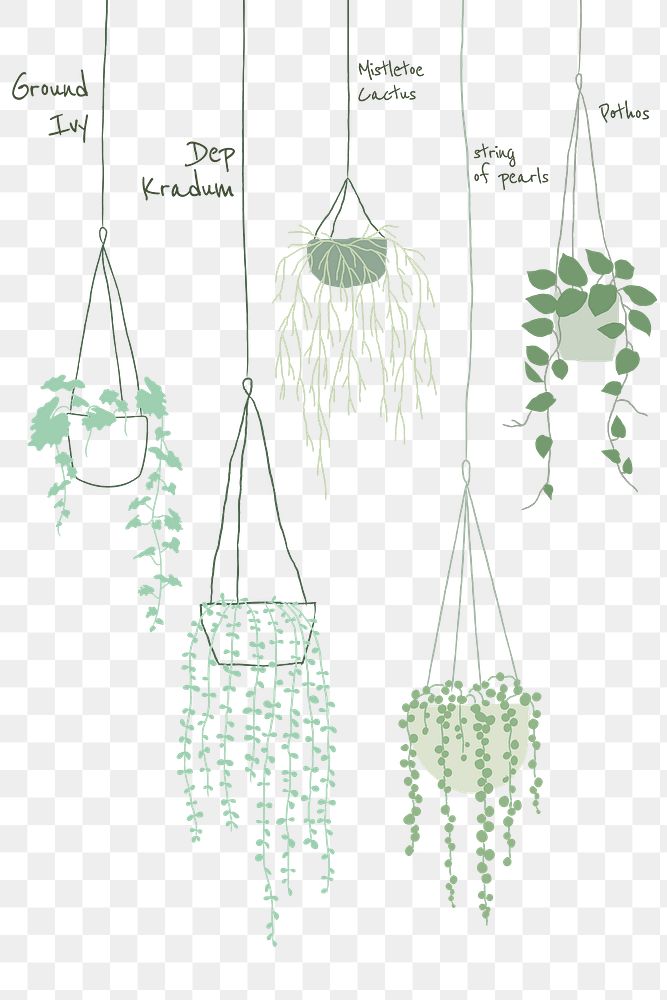 Popular hanging plant png doodles and names