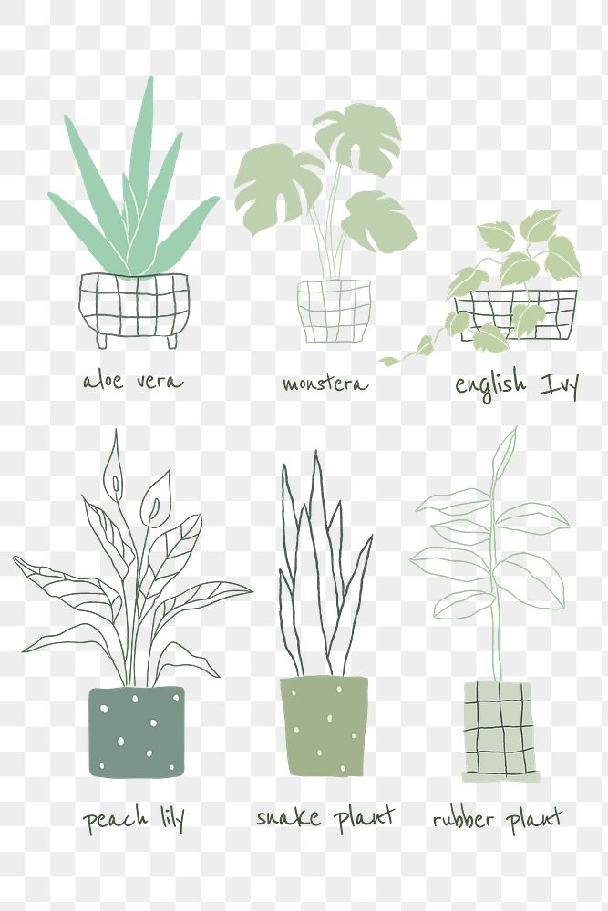 Green png houseplant doodle with names set