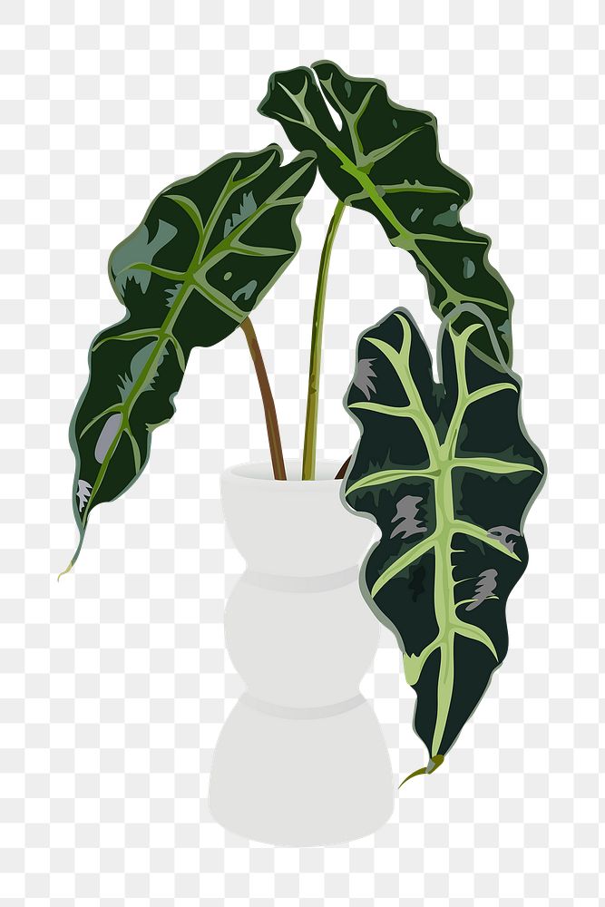 Houseplant PNG clipart, indoor African Mask Plant
