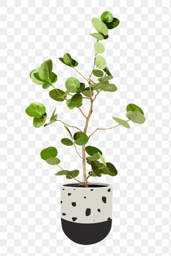 Plant PNG sticker, indoor Seagrape