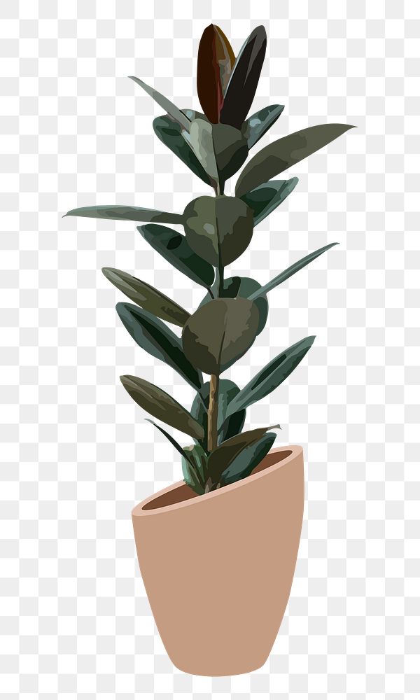 Houseplant PNG sticker, rubber plant