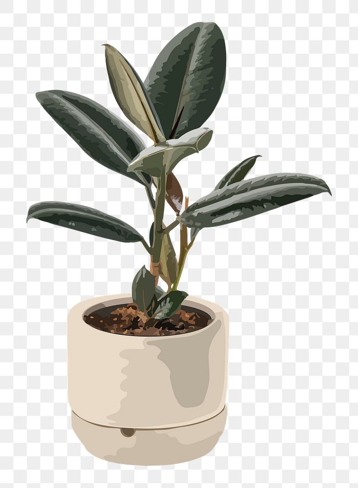 Houseplant PNG clipart, rubber plant