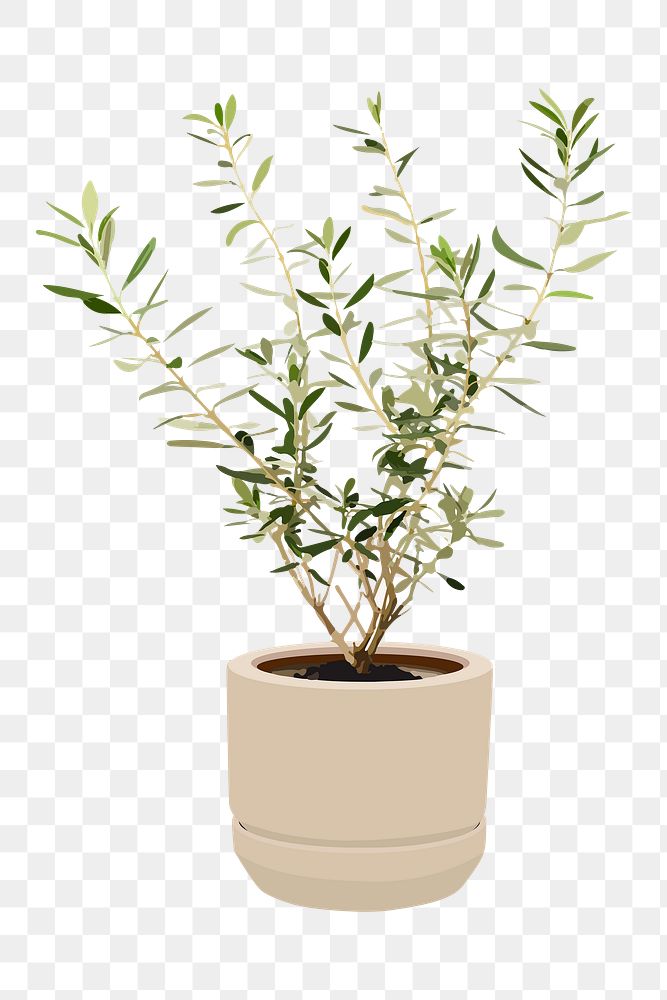 Houseplant PNG sticker, olive plant