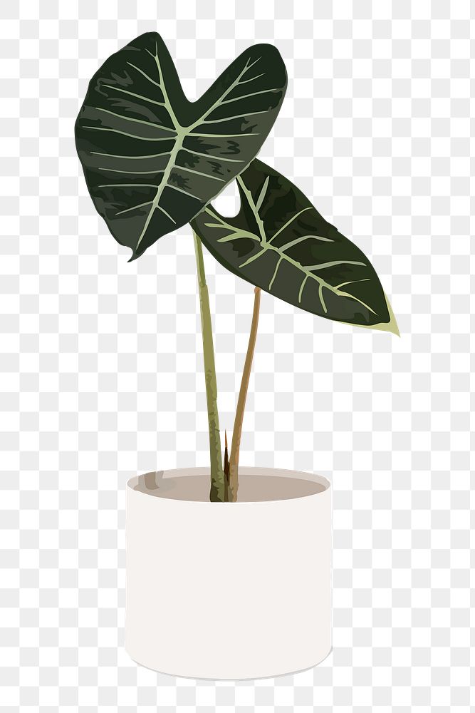 Potted plant PNG sticker, Alocasia longiloba