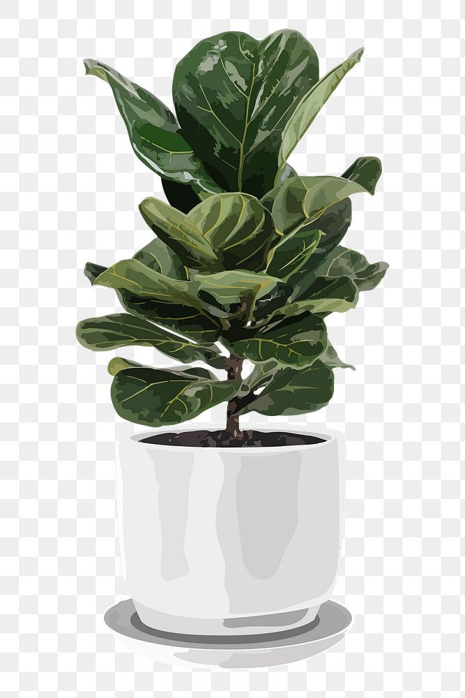 Plant PNG sticker, fiddle leaf fig