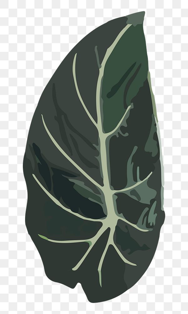 Leaf PNG clipart, green aesthetic Black Belvet Alocasia image
