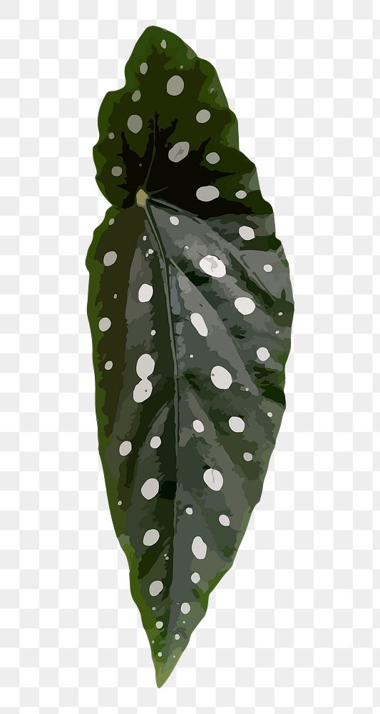 Leaf PNG clipart, Polkadot begonia image