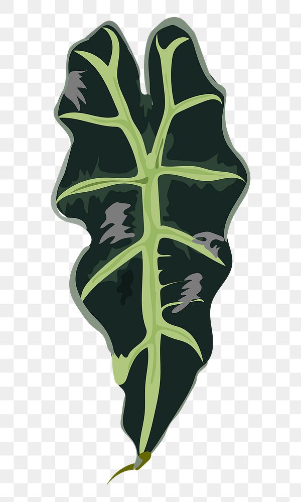 Leaf PNG clipart, African Mask Plant image