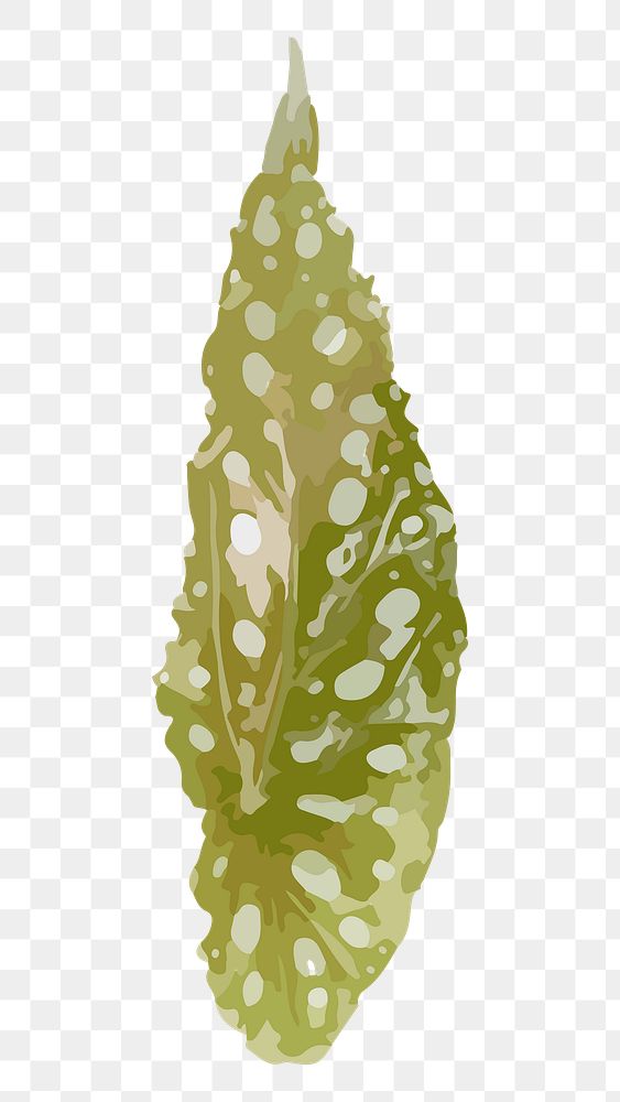 Leaf PNG clipart, Polkadot begonia image