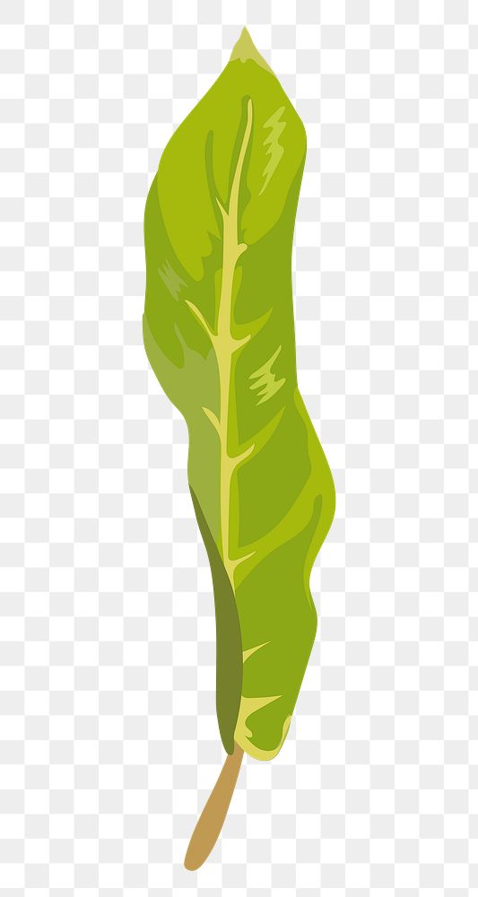 Leaf PNG clipart, green Camille image