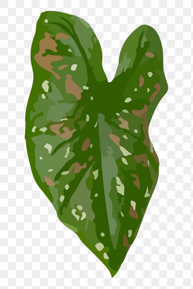 Leaf PNG clipart, African Mask Plant image