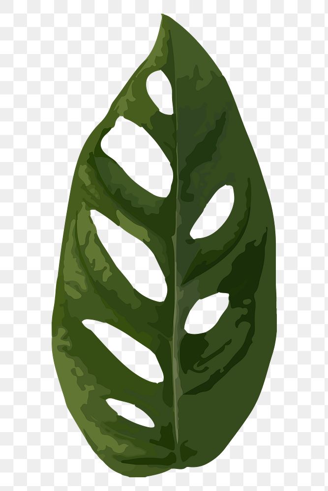 Leaf PNG clipart, Swiss cheese plant image