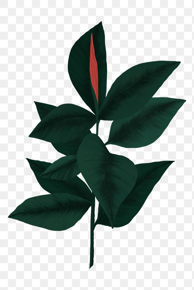 PNG rubber plant sticker botanical illustration
