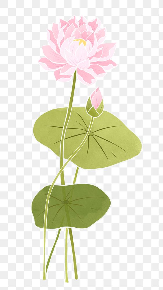 Hand-drawn png water lily design element