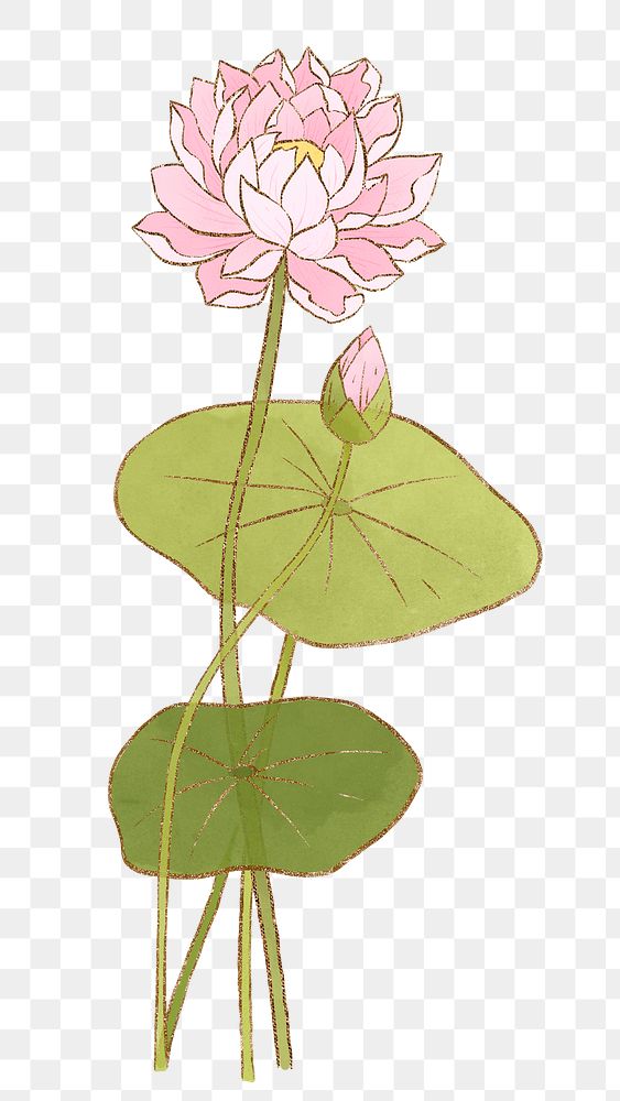 Hand-drawn png water lily design element