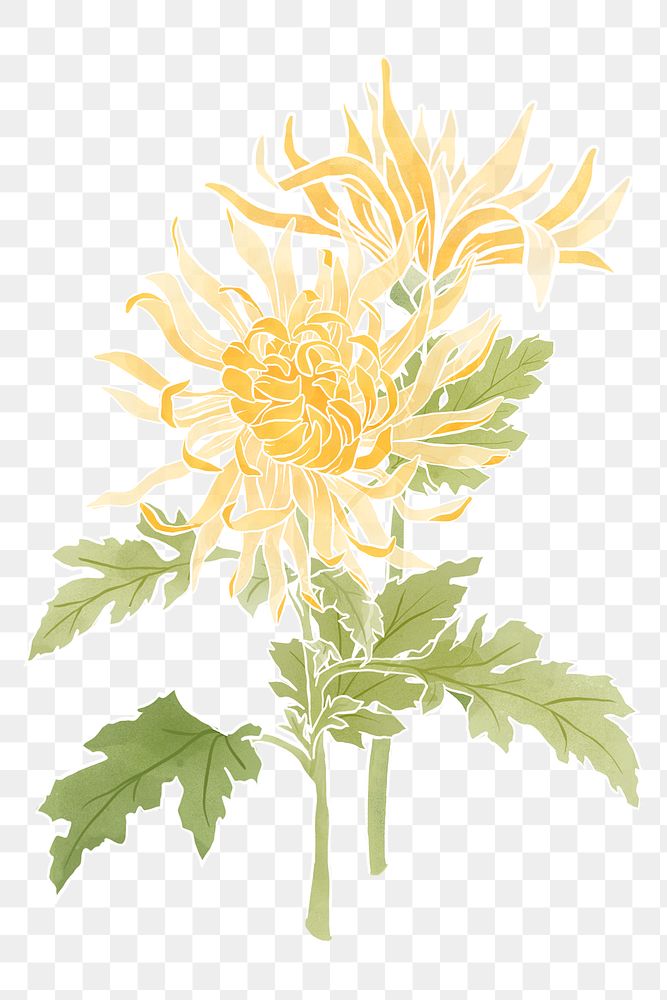 Hand-drawn png chrysanthemum sticker design element