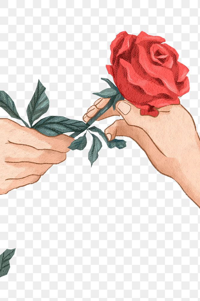 Valentine&rsquo;s couple exchanging rose png hand drawn illustration
