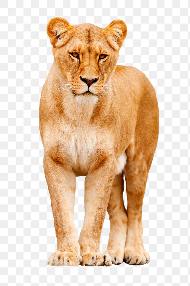 Lioness png, animal, transparent background