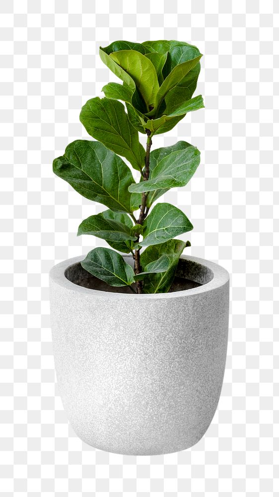 Fiddle-leaf fig in a gray pot mockup