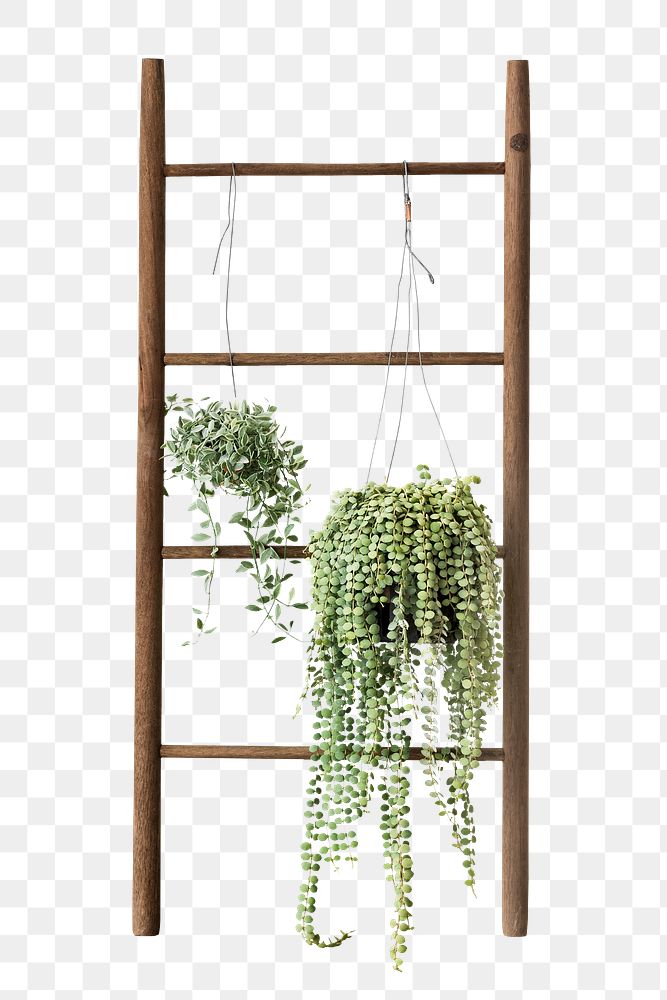 Dischidia oiantha white diamond plants hanging on a wooden ladder 