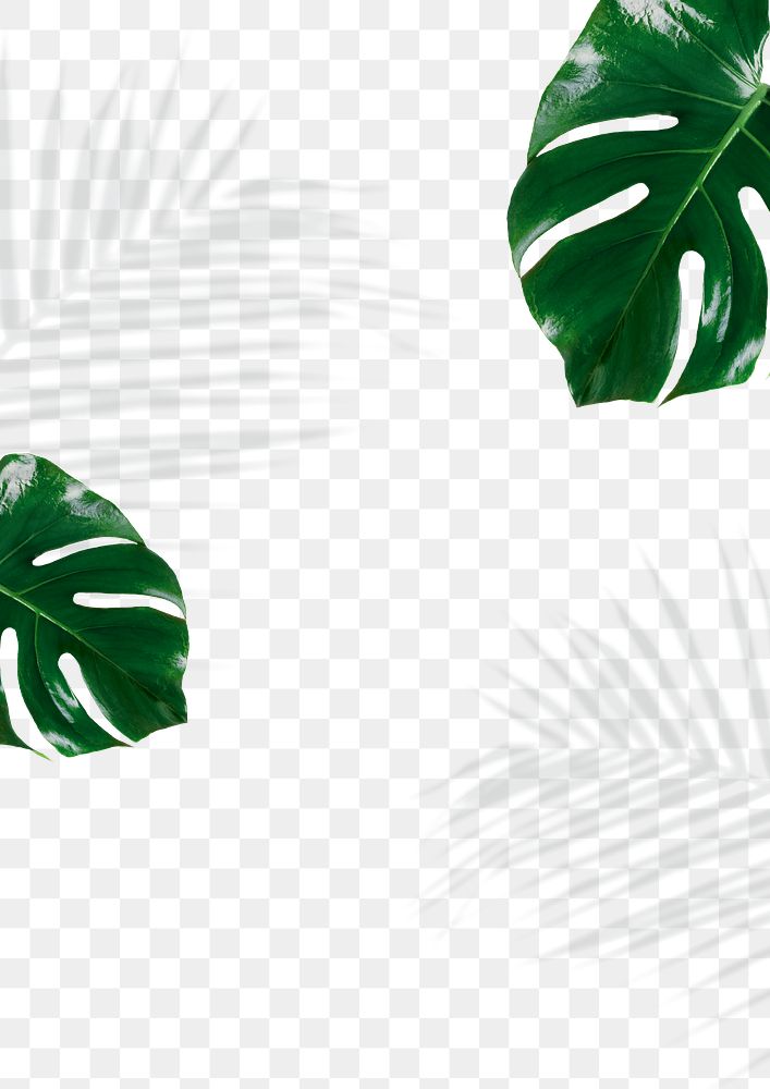 Monstera and palm leaves shadow | Premium PNG - rawpixel