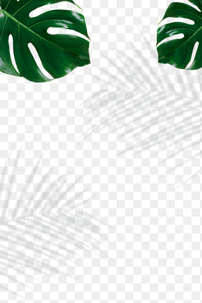 Green Monstera and palm leaves shadow png
