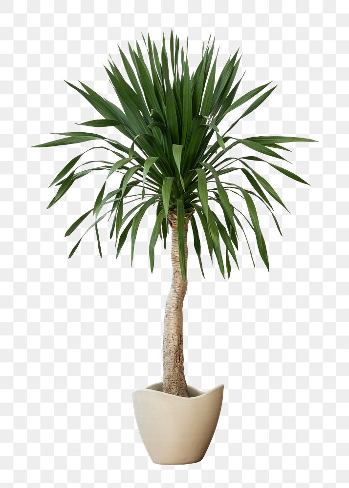 Palm tree png mockup house plant in a pot