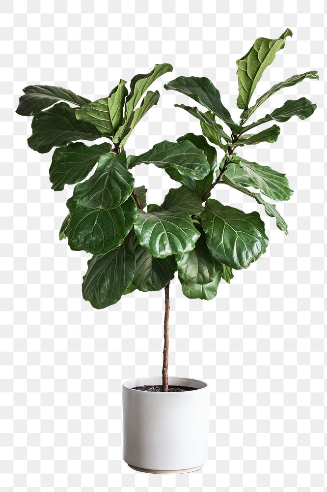 Fiddle leaf fig tree design element