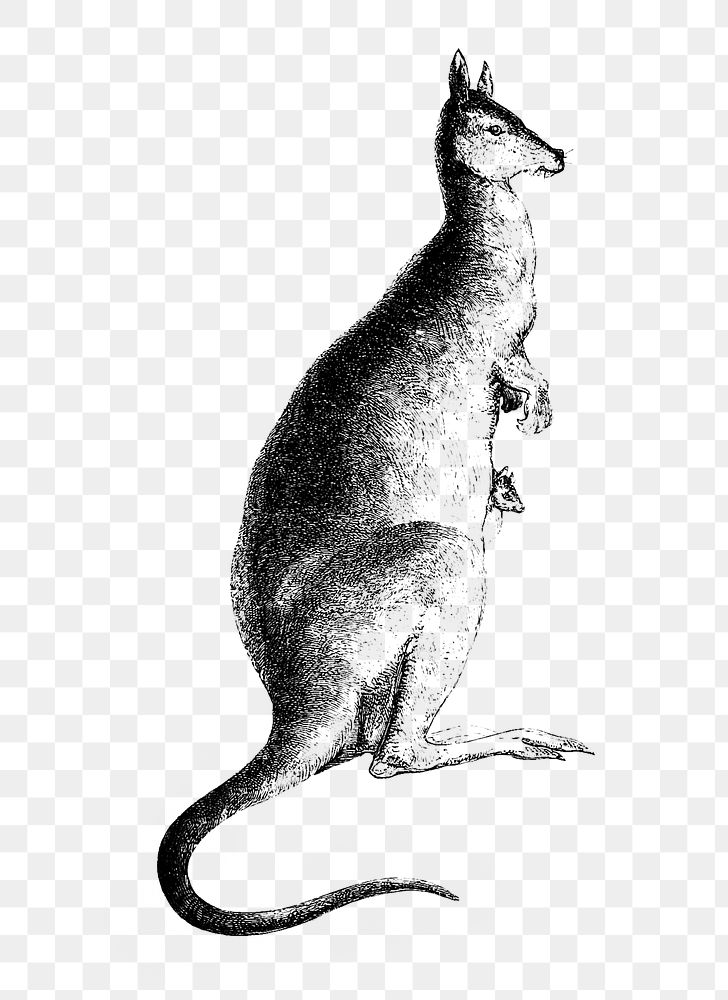 PNG Drawing of kangaroo, transparent background