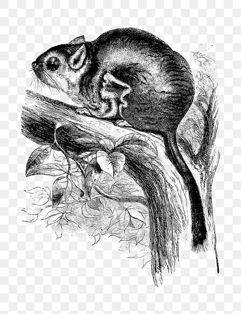 PNG Drawing of Lord Derby's scaly-tailed squirrel, transparent background