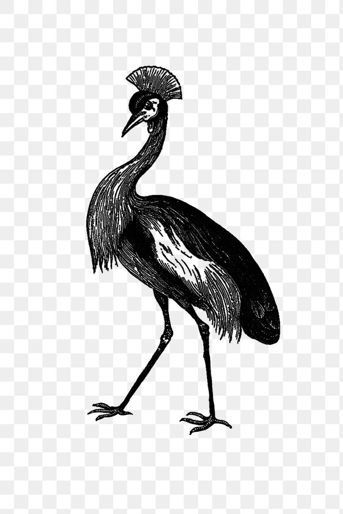 PNG Drawing of crowned crane, transparent background