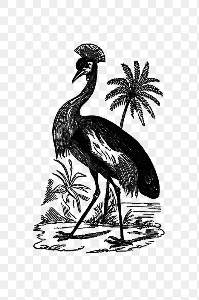 PNG Drawing of crowned crane, transparent background