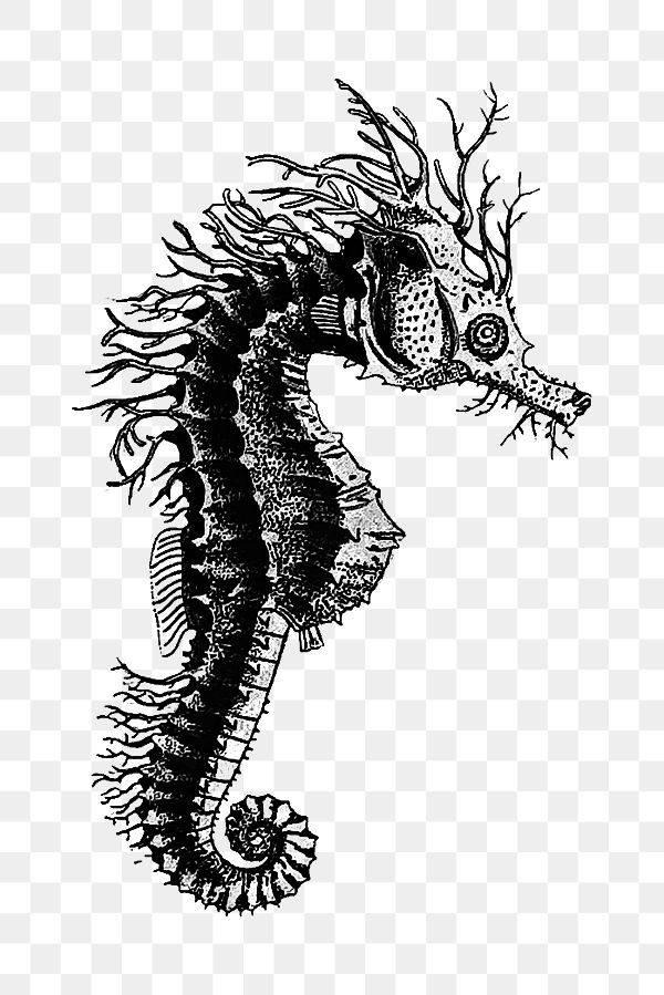 PNG Drawing of a seahorse, transparent background