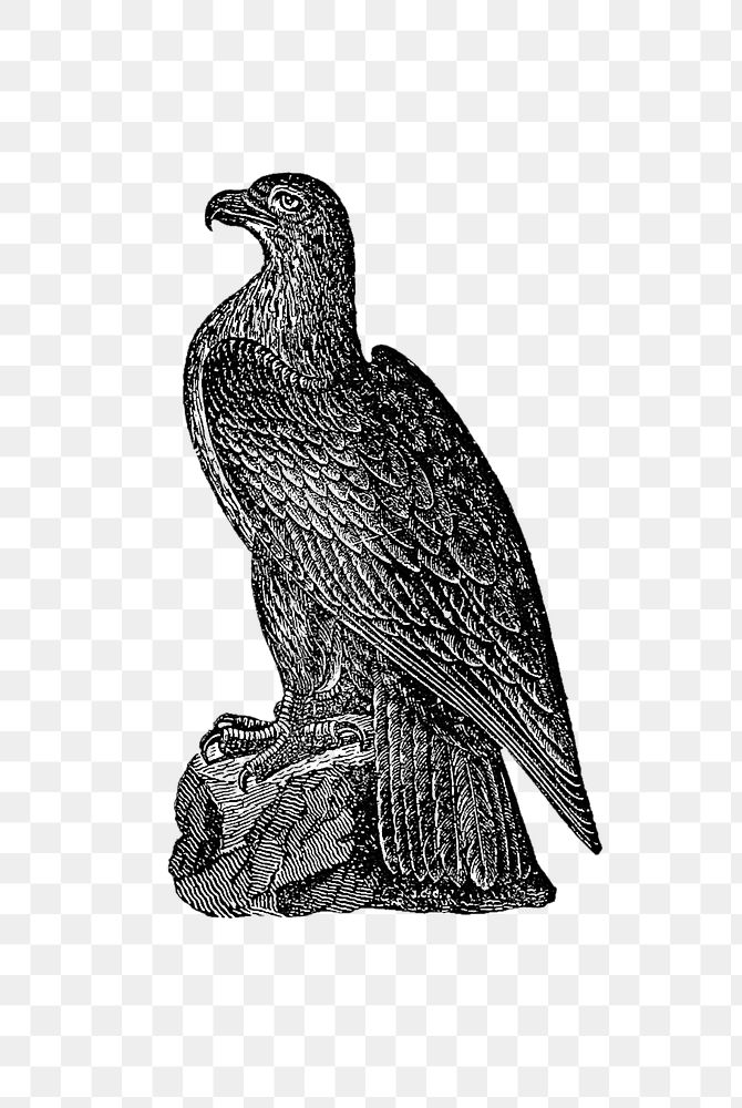 PNG Drawing of a Washington eagle, transparent background