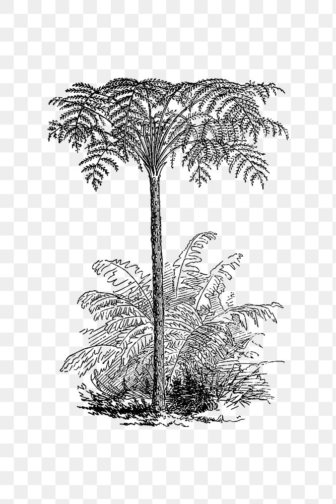 PNG Drawing of a reinforced tree fern, transparent background